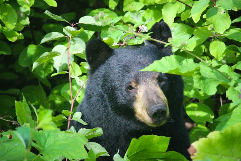 Schwarzbär in den Tyax Mountains - ©Marianne Förster - Eberhardt TRAVEL