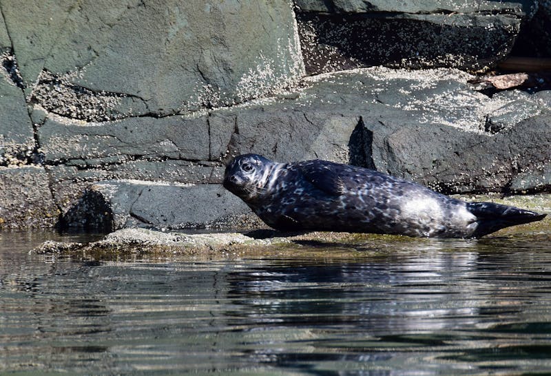 Robbe bei Quadra Island - Vancouver Island - ©skyf - stock.adobe.com