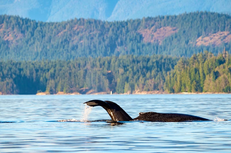 Buckelwale bei Vancouver Island und Quadra Island - ©Wirestock  - stock.adobe.com