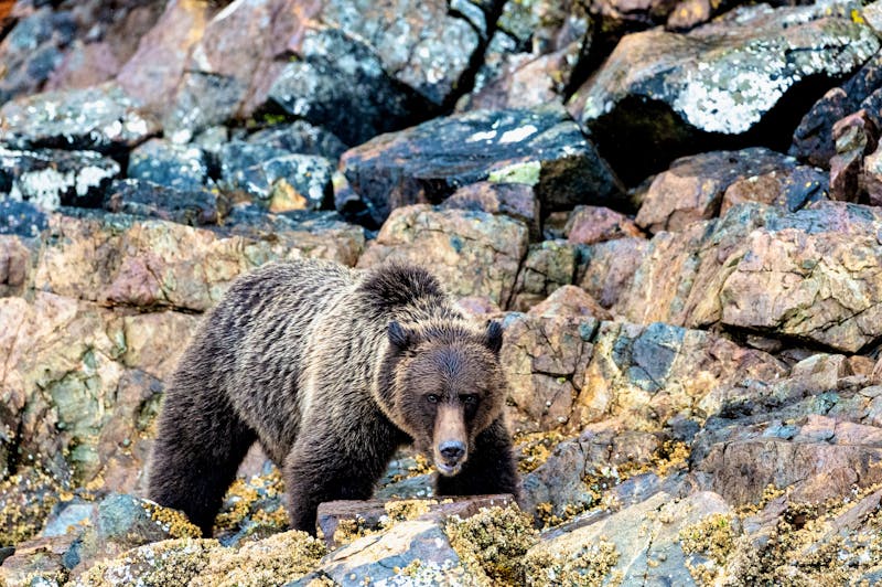 Grizzly-Bär auf Vancouver Island - ©Wirestock  - stock.adobe.com