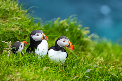 Mykines, Färöe Inseln &ndash; &copy; CURIOSO.PHOTOGRAPHY