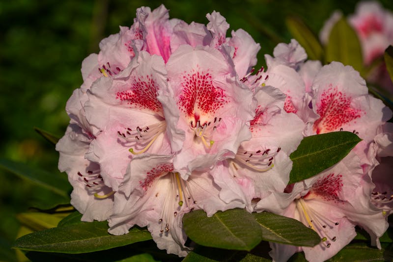 Rhododendron Hybrid Kromlauer Parkperle, Rhododendron hybrid - ©alfotokunst - stock.adobe.com