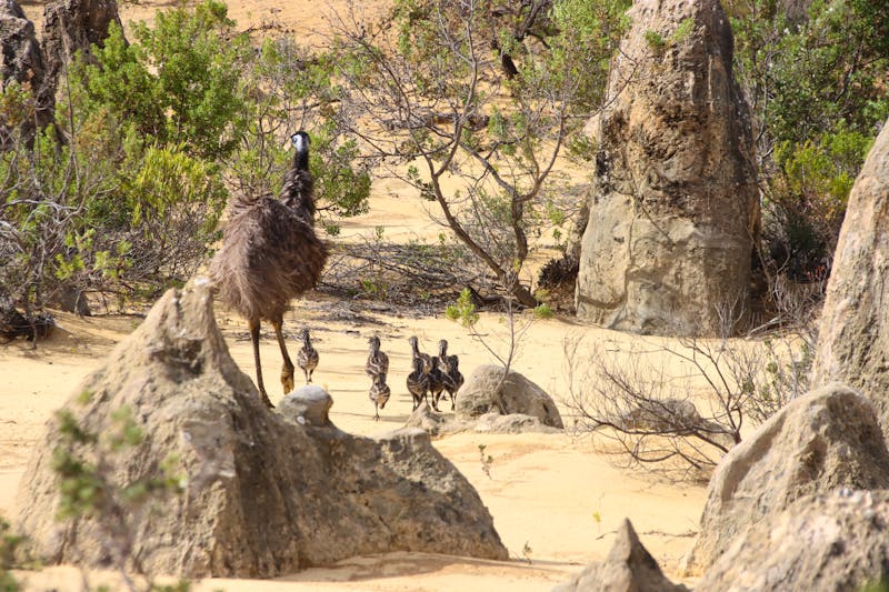 Emu Familie im Nambung Nationalpark - ©SJM 51 - stock.adobe.com