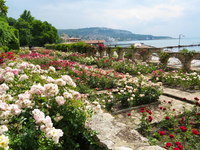 Rosen im Botanischen Garten von Baltschik - ©Julian Bartsch