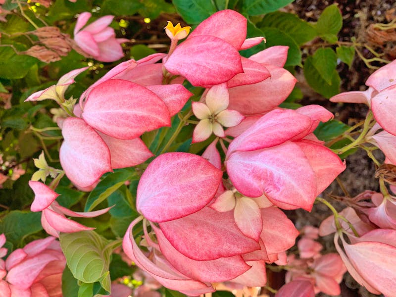 Blütenpracht auf der Garteninsel Kauai - ©Anne Schröder - Eberhardt TRAVEL