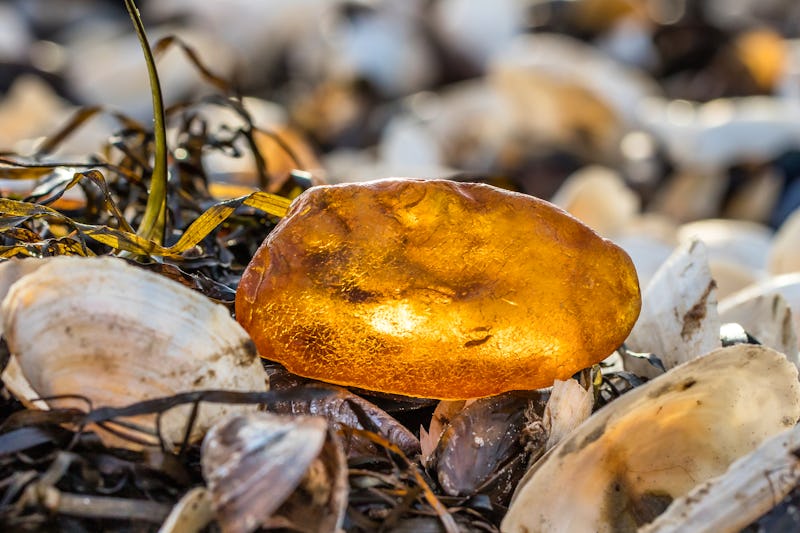 Bernstein an der Ostsee – © haiderose - stock.adobe.com