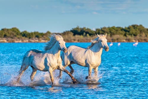 Camargue Pferde in Südfrankreich &ndash; &copy; URIADNIKOV SERGEI - stock.adobe.com