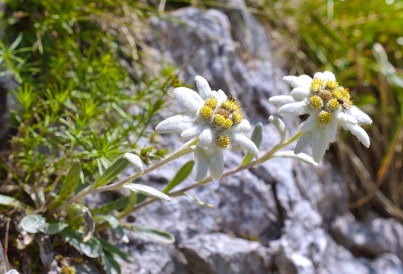 Edelweiß - ©Adi Ciurea - stock.adobe.com