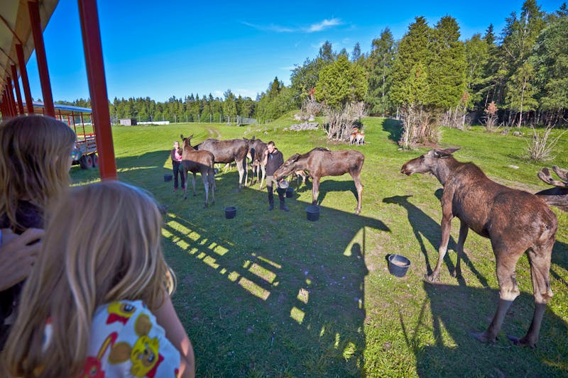 Skullaryd Elchpark im schwedischen Smaland - ©Patrik Svedberg / imagebank.sweden.se