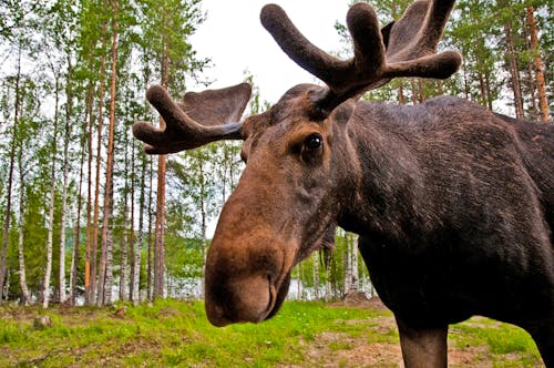 Elch in Schweden &ndash; &copy; Lola Akinmade Akerström /imagebank.sweden.se