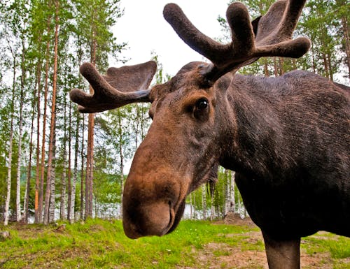 Elch in Schweden – © Lola Akinmade Akerström /imagebank.sweden.se