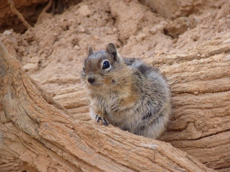 Streifenhörnchen im Bryce Canyon Nationalpark - ©Jens Petzoldt - Eberhardt TRAVEL
