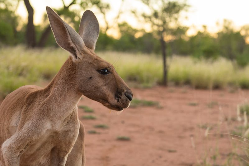 Känguru bei Alice Springs - ©Cindy Miller Hopkins / DanitaDelimont.com - Adobe Stock