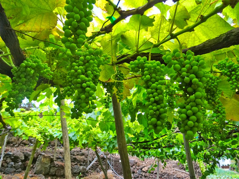 Wein am Bauernhof Faja dos Padres - ©Hans-Joachim Trutz - Eberhardt TRAVEL