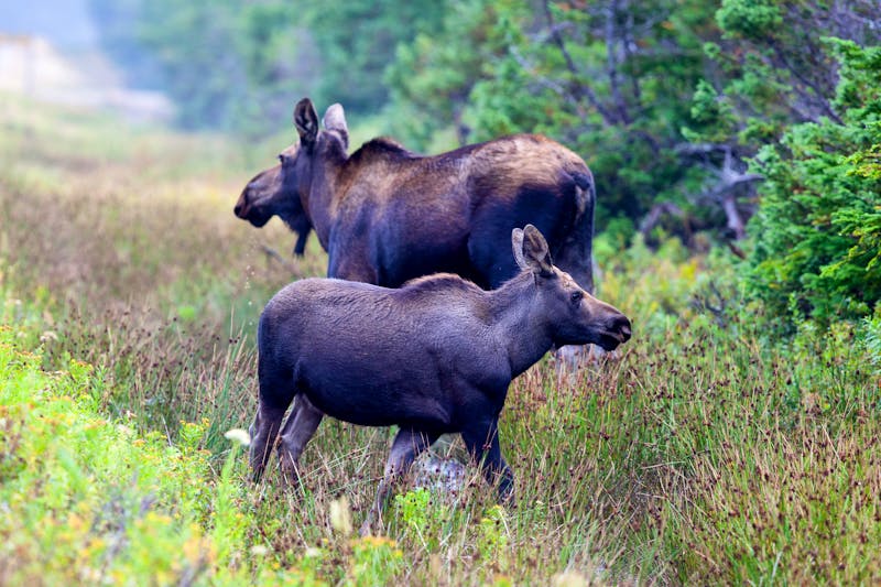 Elche auf Cape Breton Island - Ost-Kanada - ©Michel JS Soucy - stock.adobe.com