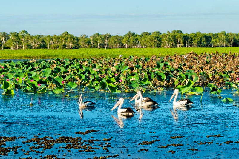 Bootsfahrt im Kakadu-Nationalpark - Pelikane - ©Adam - stock.adobe.com