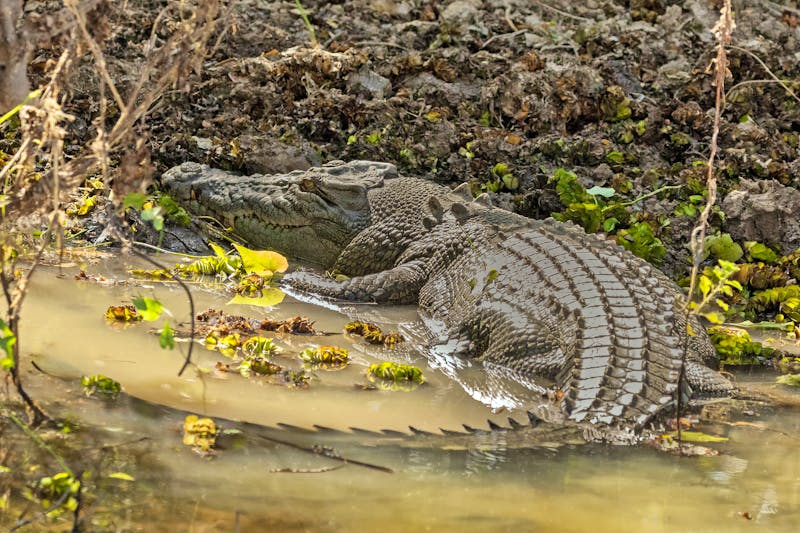 Krokodil im Kakadu-Nationalpark - ©Anne Powell - stock.adobe.com