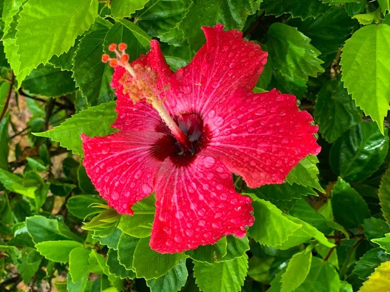 Hibiscus - Nationalblume von Hawaii - ©Anne Schröder - Eberhardt TRAVEL