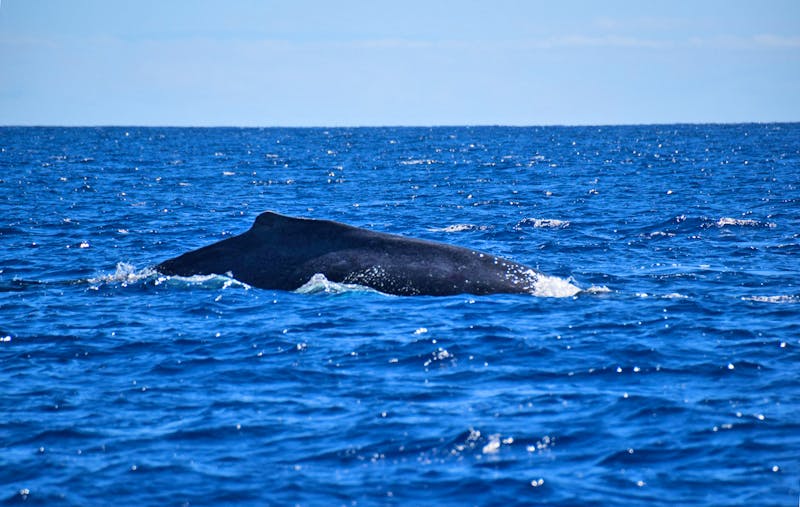 Walbeobachtung vor Hawaii - ©Hans-Joachim Trutz - Eberhardt TRAVEL