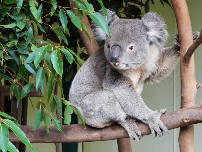 Featherdale Wildlife Park - ©Rebekka Böhme - Eberhardt TRAVEL