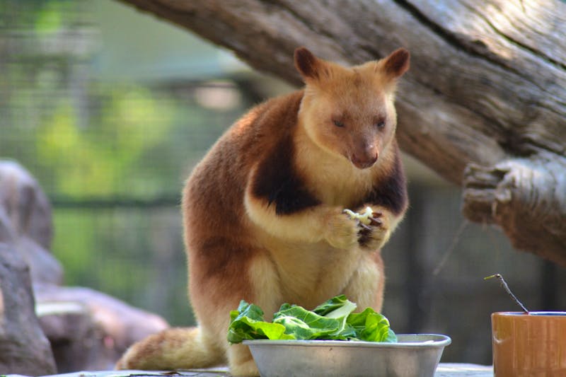 Featherdale Wildlife Park - ©Laura Wonneberger - Eberhardt TRAVEL