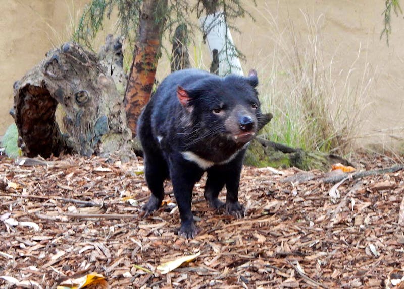 Tasmanischer Teufel im Featherdale Wildlife Park - ©Rebekka Böhme - Eberhardt TRAVEL