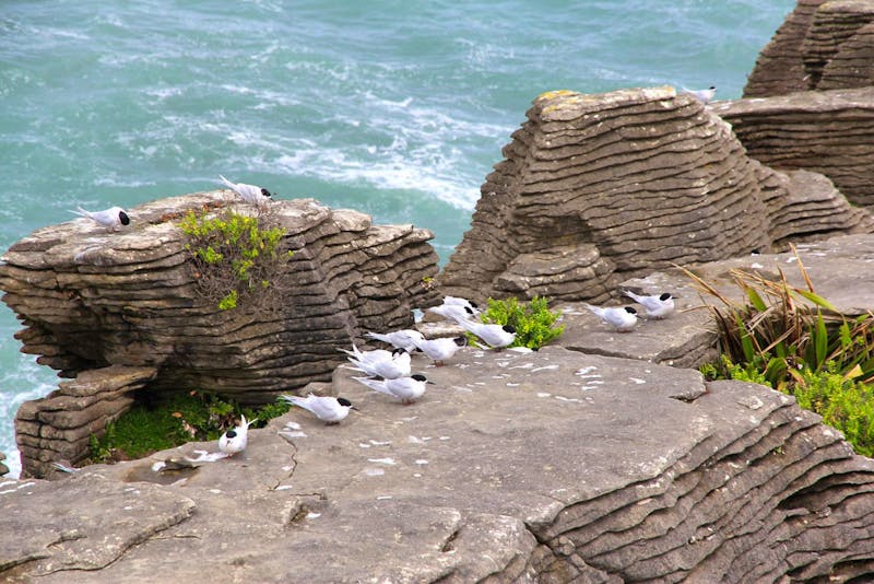 An den Pancake Rocks von Punakaiki - Pfannkuchenfelsen - ©Kristin Weigel - Eberhardt TRAVEL