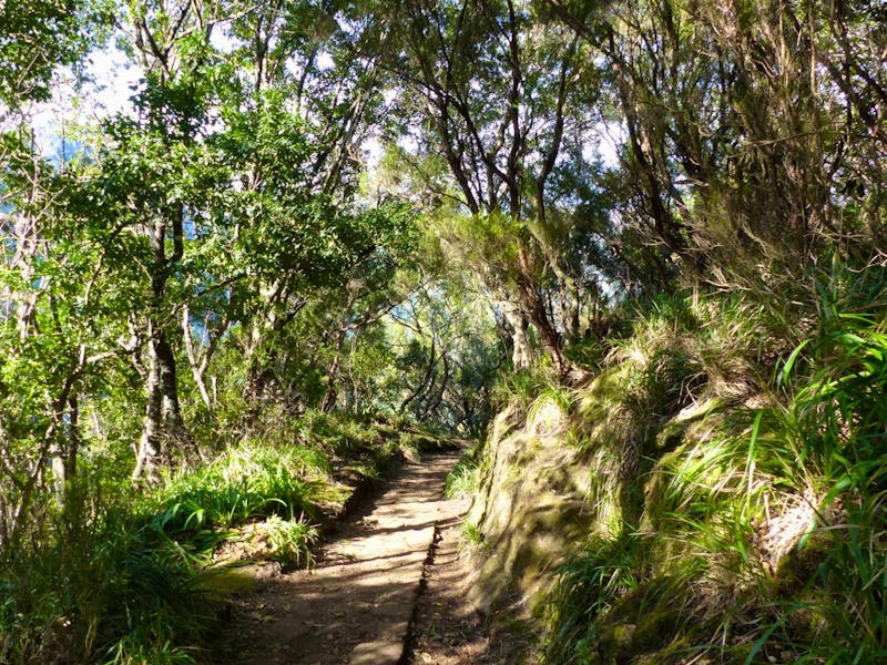 Madeira - Levada-Wanderung durch den Lorbeerwald - ©Maria Michel - Eberhardt TRAVEL