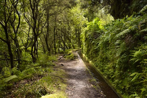 Madeira - Wanderung Levada do Rei &ndash; &copy; Martin Gruhle - Eberhardt TRAVEL