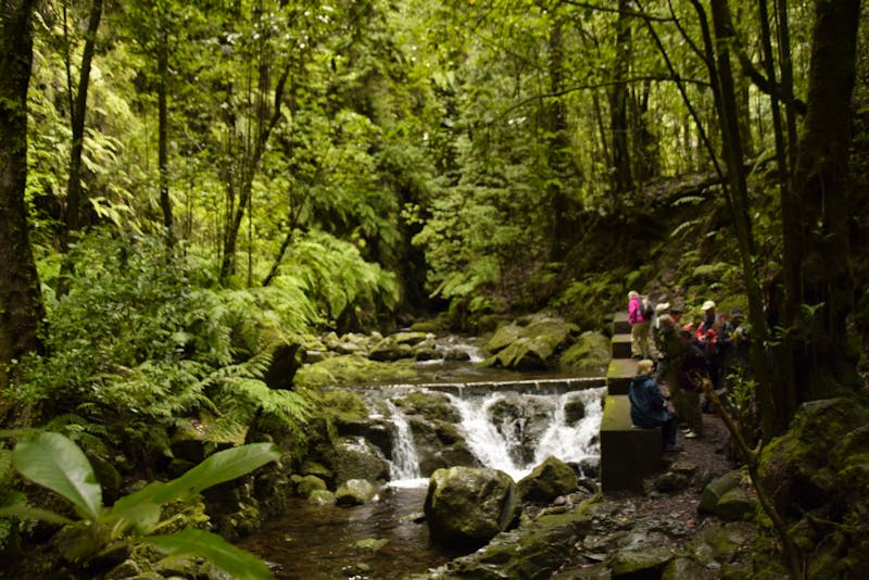 Madeira - Wasserfall an der Levada do Rei - ©Martin Gruhle - Eberhardt TRAVEL