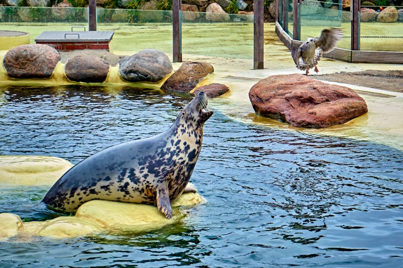 Seehundstation in Friedrichskoog an der Nordsee - ©Michael - stock.adobe.com