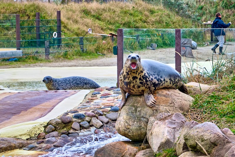 Seehundstation in Friedrichskoog an der Nordsee - ©Michael - stock.adobe.com