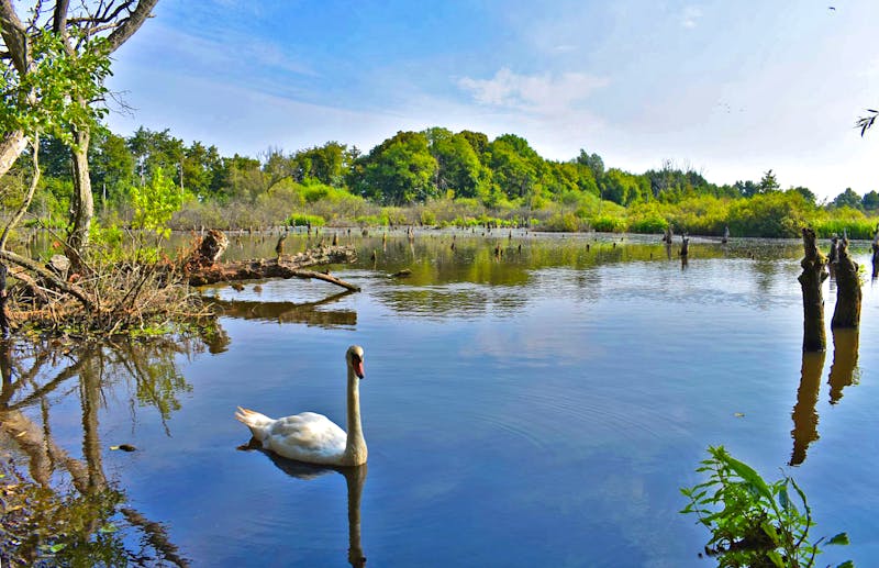 Naturschutzgebiet Salzmorast bei Kolberg - ©Eric Richter - Eberhardt TRAVEL