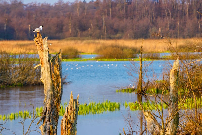 Vogelschutzreservat bei Kolberg - Ökopark Ost - ©dziewul - stock.adobe.com