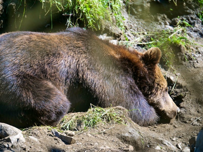 Wildpark Ferleiten - ©Milos - stock.adobe.com