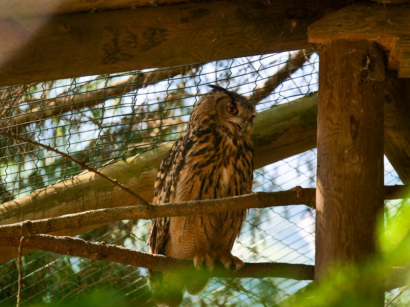 Wildpark Ferleiten - ©Milos - stock.adobe.com