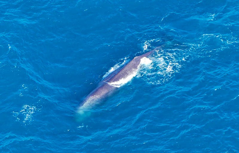 Pootwal bei Kaikoura - Neuseeland - ©Frank Nimschowski - Eberhardt TRAVEL
