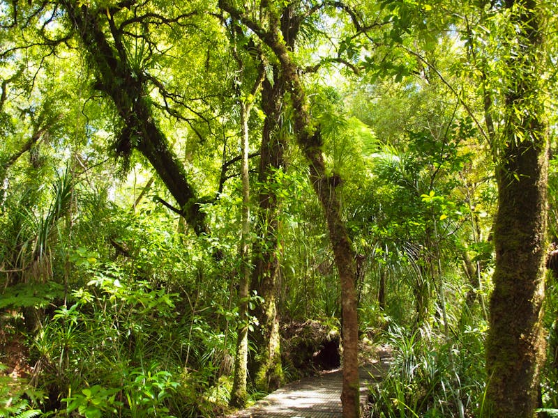 Im Kauriwald nördlich von Auckland - Neuseeland - ©Juliane Voigt - Eberhardt TRAVEL