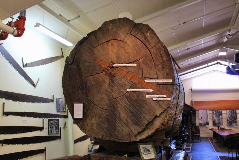 Stamm eines alten Kauri-Baums im Kauri-Museum - ©Marianne Schulze - Eberhardt TRAVEL