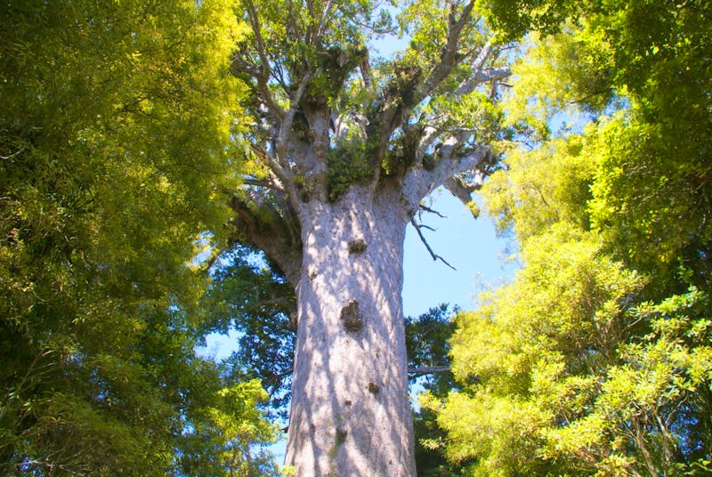 Tane Mahuta - Baumriese im Kauri-Wald - ©Susanne Schirmann - Eberhardt TRAVEL