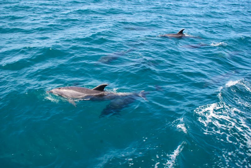 Delfine in der Bay of Islands - Neuseeland - ©Susanne Schirmann - Eberhardt TRAVEL