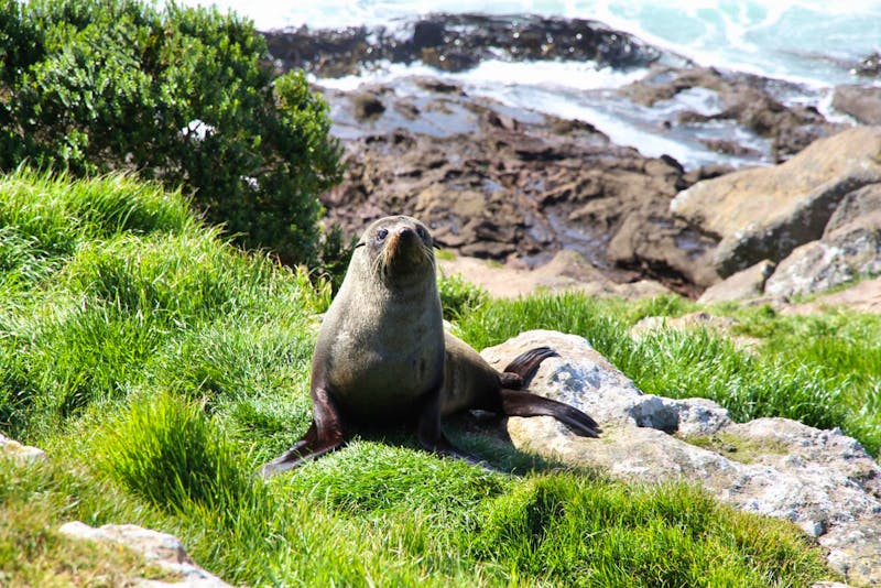 Seebär auf der Otago-Halbinsel - ©Kristin Weigel - Eberhardt TRAVEL