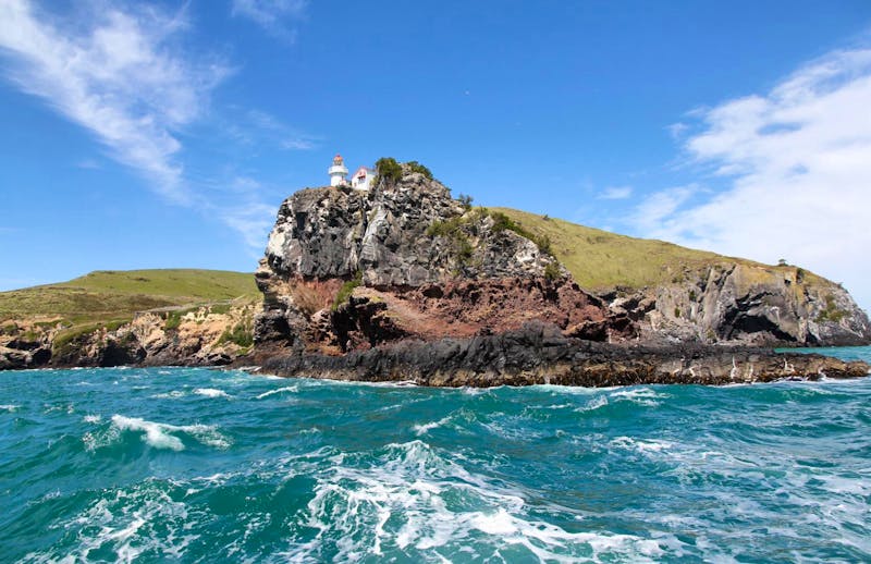 Bootsfahrt in der Bucht von Dunedin - Otago-Halbinsel - ©Kristin Weigel - Eberhardt TRAVEL