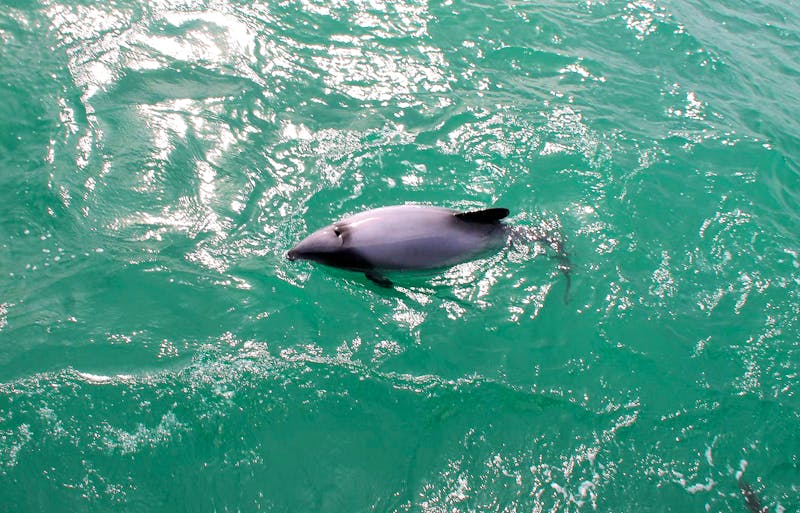 Delfin-Beobachtung vor der Halbinsel Otago - ©Jacob Spangenberg - Eberhardt TRAVEL