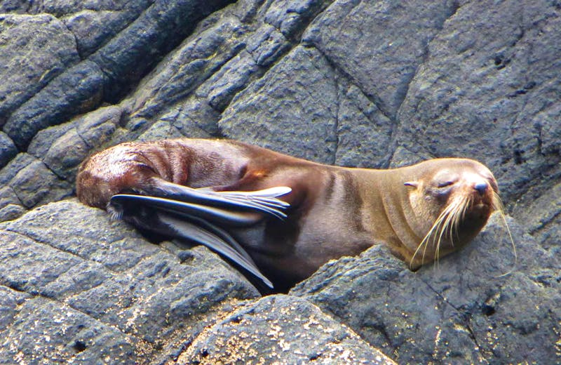 Seebär am Milford Sound - ©Annette Weise - Eberhardt TRAVEL