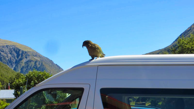 Kea Bergpapagei in Neuseeland - ©Annette Weise - Eberhardt TRAVEL