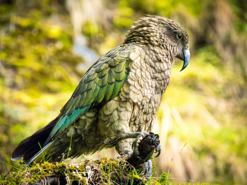 Kea Bergpapagei in Neuseeland - ©Anna Stiebing - Eberhardt TRAVEL