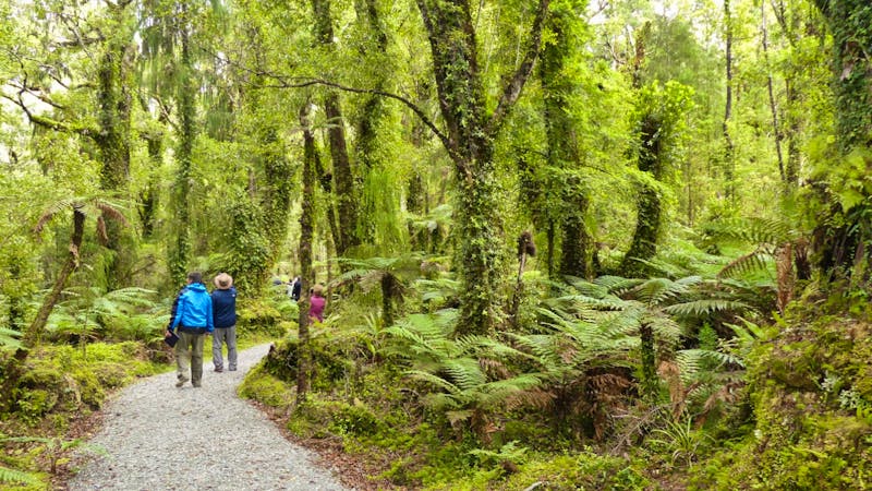 Swamp Forest - Regenwald bei Haast an der Westküste - ©Frank Nimschowski - Eberhardt TRAVEL