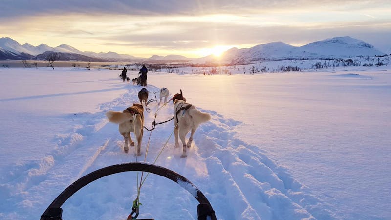 Norwegen - Husky-Schlittenfahrt.jpg - ©Annett Müller