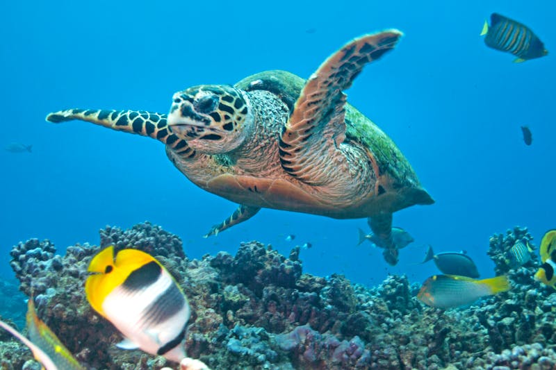 Unterwasserwelt im Rangiroa Atoll - Schildkröte - ©Vincent Pommeyrol - stock.adobe.com